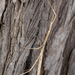 Striped Walkingstick - Photo (c) Lee Hoy, some rights reserved (CC BY-NC-ND), uploaded by Lee Hoy