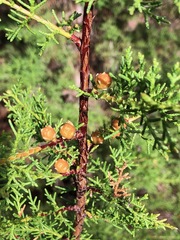 Cupressus goveniana