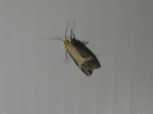 Angel Lichen Moth