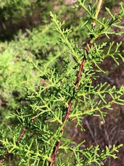 Cupressus goveniana