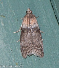 Moodna ostrinella