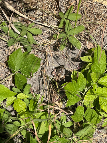 Sand Lizard
