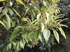 Castanopsis cuspidata