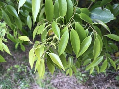 Castanopsis cuspidata