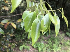 Castanopsis cuspidata
