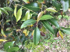 Castanopsis cuspidata