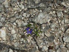 Giliastrum rigidulum, photograph (c) Chet Burrier, some rights reserved (CC BY)