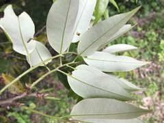 Castanopsis cuspidata