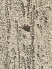 Pyrrhocoris apterus