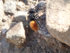 Pseudomethoca pigmentata