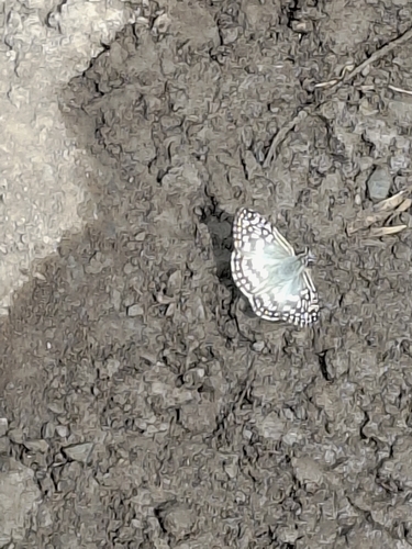 Orcus Checkered-Skipper
