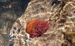 Isanemonia australis