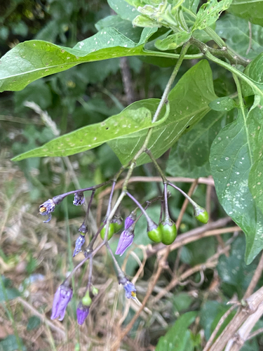 bittersweet nightshade