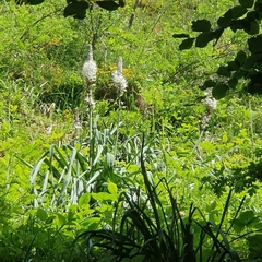 Asphodelus albus, photograph (c) Louisa Jones, some rights reserved (CC BY)