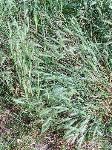 wall barley