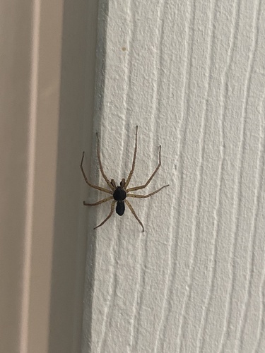 Eurasian Running Crab Spider