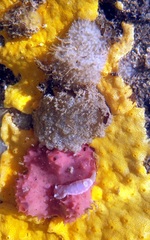 Goniobranchus epicurius