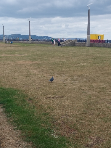 Feral Pigeon