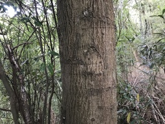 Castanopsis cuspidata