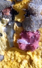 Goniobranchus epicurius