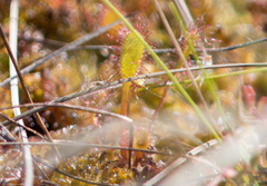 Drosera × obovata