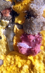 Goniobranchus epicurius
