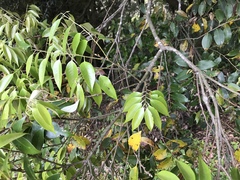 Castanopsis cuspidata