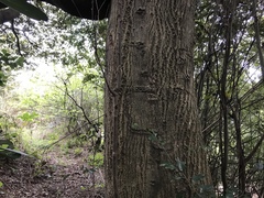 Castanopsis cuspidata