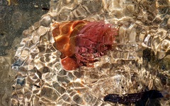 Isanemonia australis