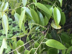 Castanopsis cuspidata