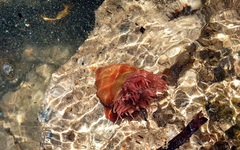 Isanemonia australis