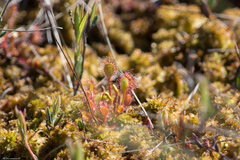 Drosera × obovata