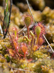 Drosera × obovata