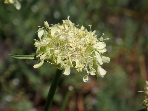 Saponaria bellidifolia