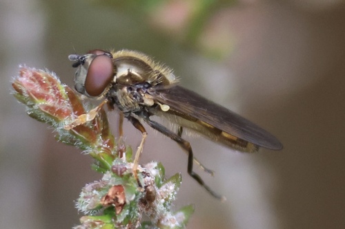 Platycheirus podagrata
