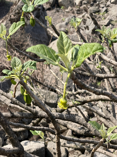 Vasconcellea candicans (Vasconcellea candicans)