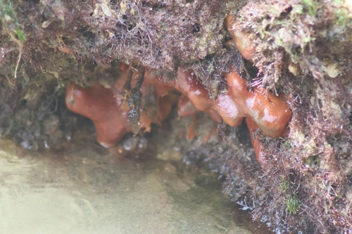 Suberites aurantiacus observed 2026-05-30