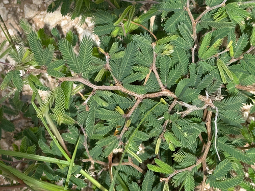Rio Grande Stickpea