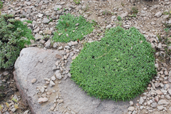 Azorella ruizii