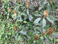 Neolitsea sericea