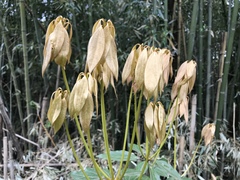 Neolitsea sericea