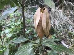 Neolitsea sericea
