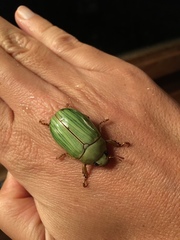 Pelidnota prasina