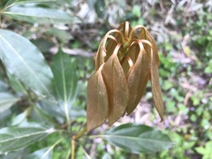 Neolitsea sericea