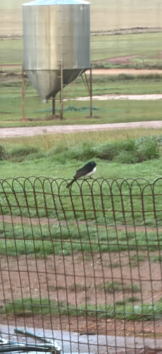 Willie Wagtail