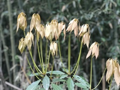 Neolitsea sericea