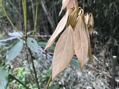 Neolitsea sericea