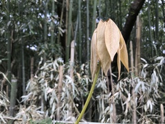 Neolitsea sericea