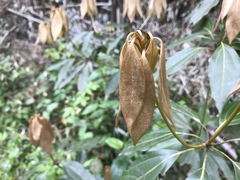 Neolitsea sericea
