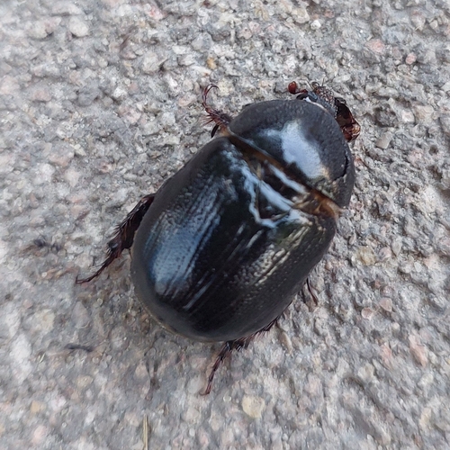 Pentodon algerinus